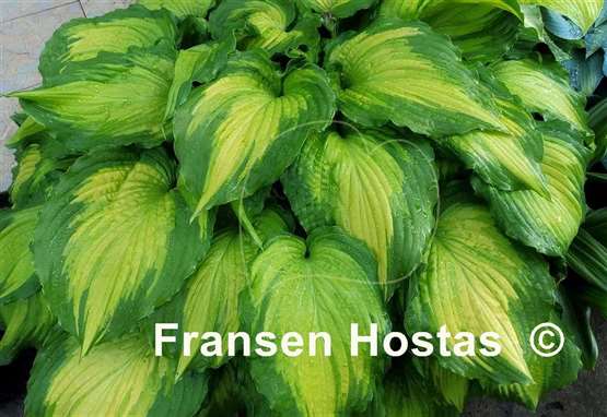 Hosta Amalia - Fransen Hostas
